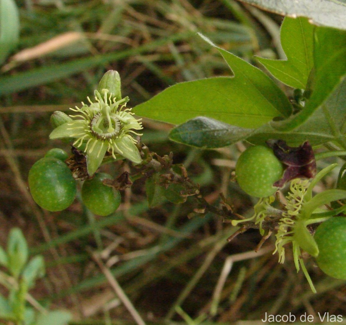Passiflora suberosa L.